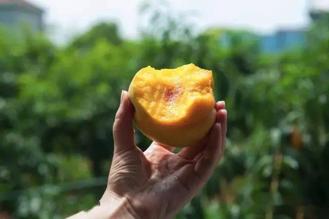 树上的黄桃 ceb5b5a45a584c7888d7a807c71105c2.jpeg