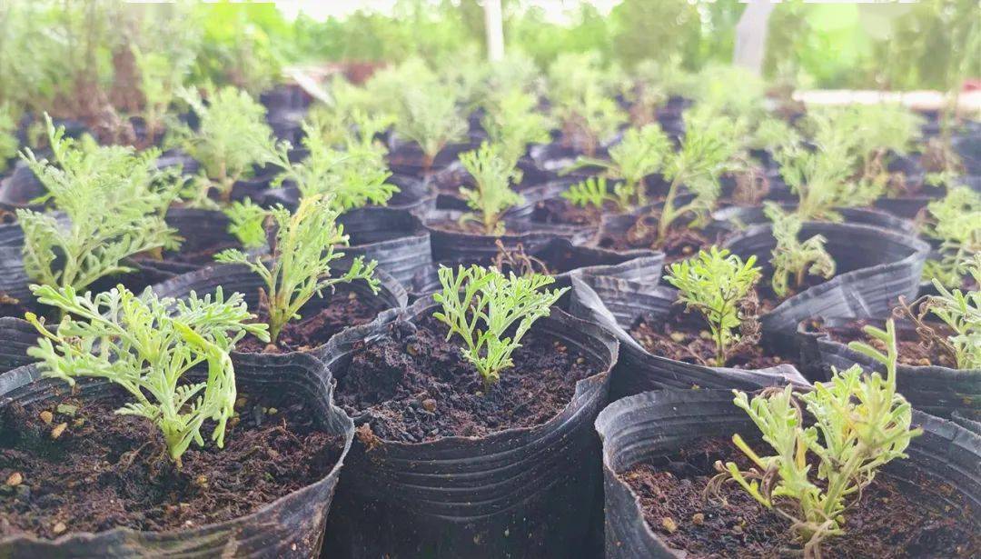 紫锥菊娇艳绽放!太平羊尾村靓靓靓~~~_种植