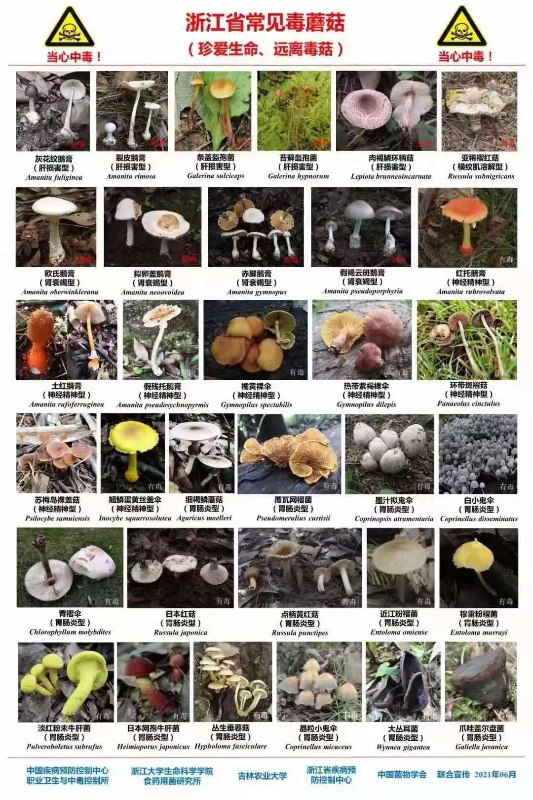 毒蘑菇图片名字图片