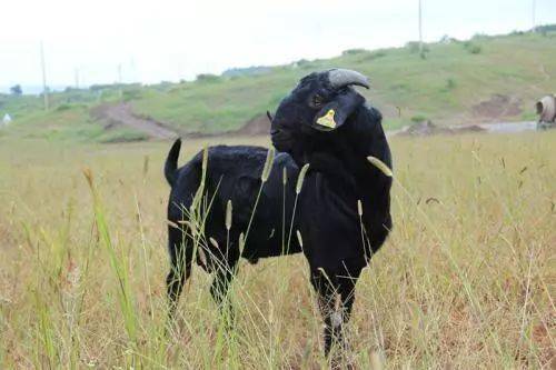 黑山羊,一年能挣几十万真的!