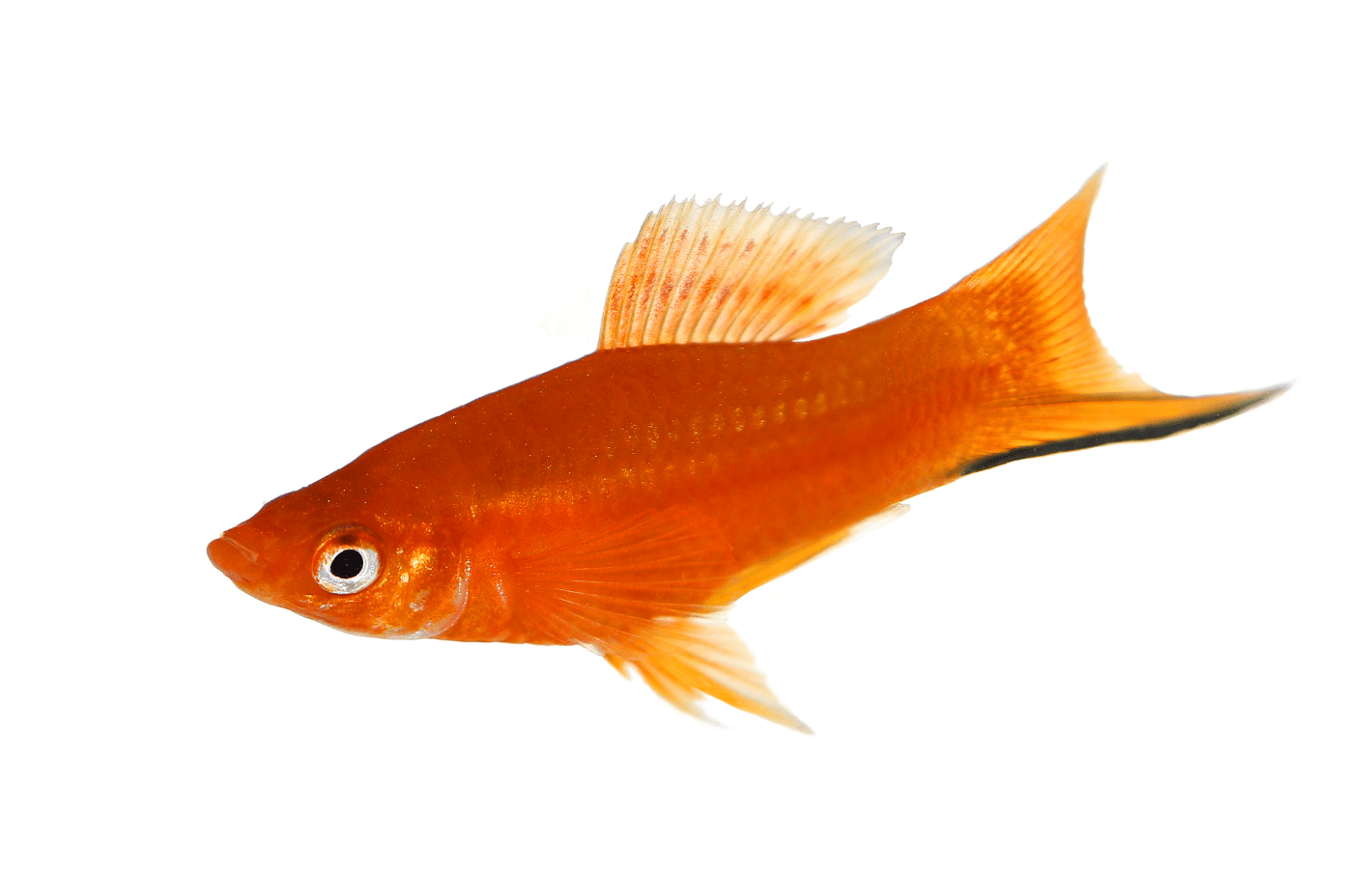 红剑鱼怎么养要学会创造条件教你10招轻松养好红剑鱼