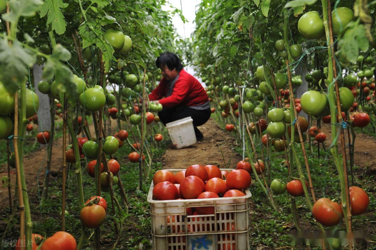 种植蔬菜瓜果别忽略这三种肥料结果多还不掉产量多出一倍