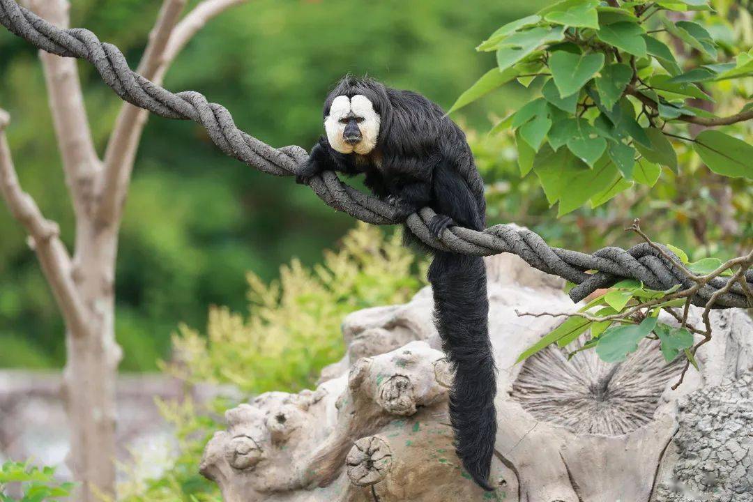 还被人称为"飞猴"哦!