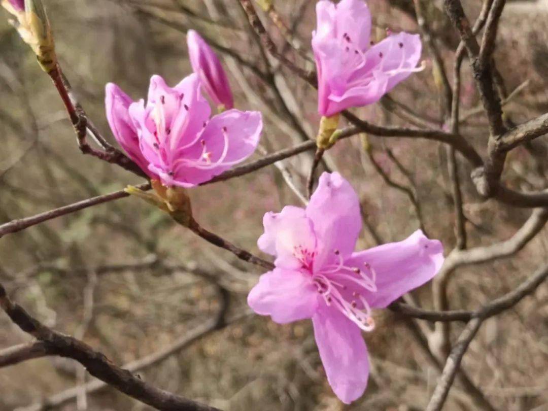 快来看看有你吗映山蓝旅游文化节抖音大赛获奖名单出炉