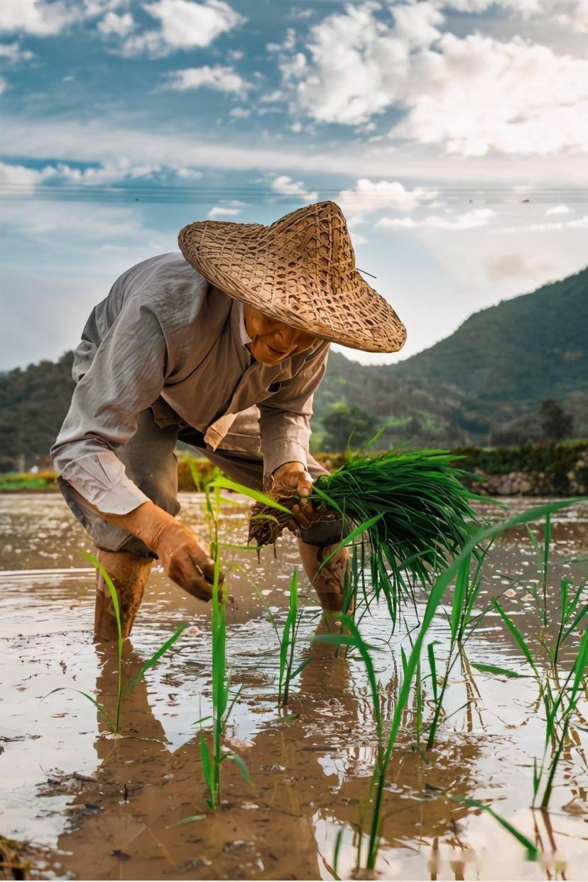 浙江台州仙居县 农耕好时节 稻田插秧忙