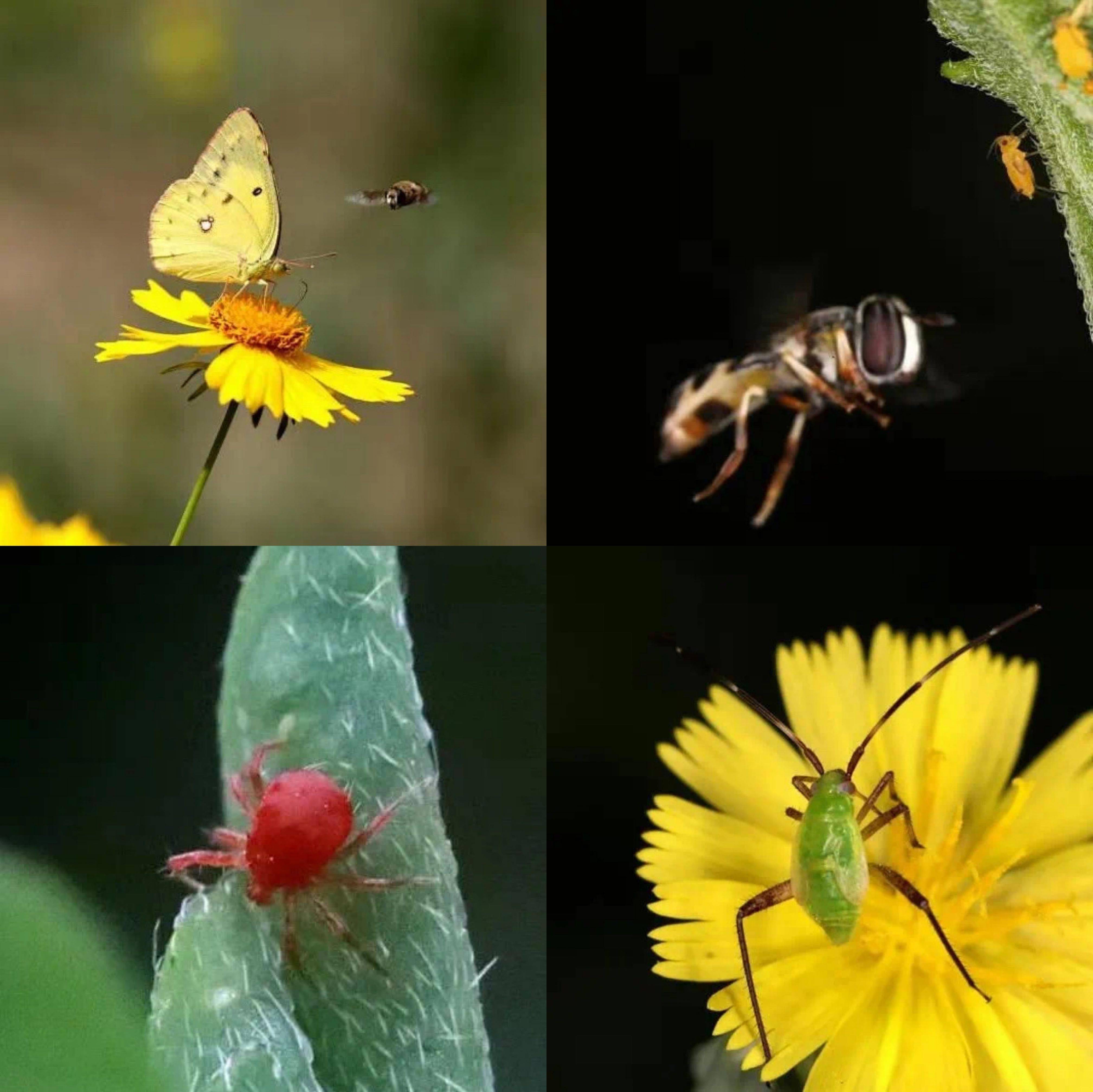 天坛|好玩｜描绘古建彩画，夜探“昆虫世界”