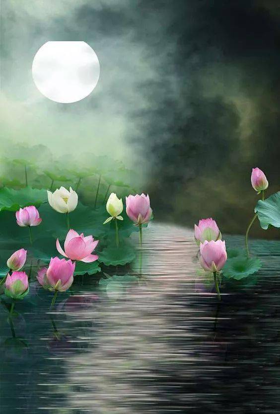 落日西沉,鹭影翻飞之绰绰;伞叶万碧,藕花千红.云山湖畔,夏日荷风.