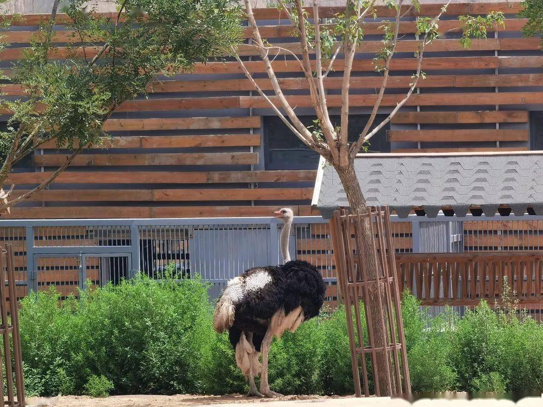 太原動物園東門正式向遊客開放!