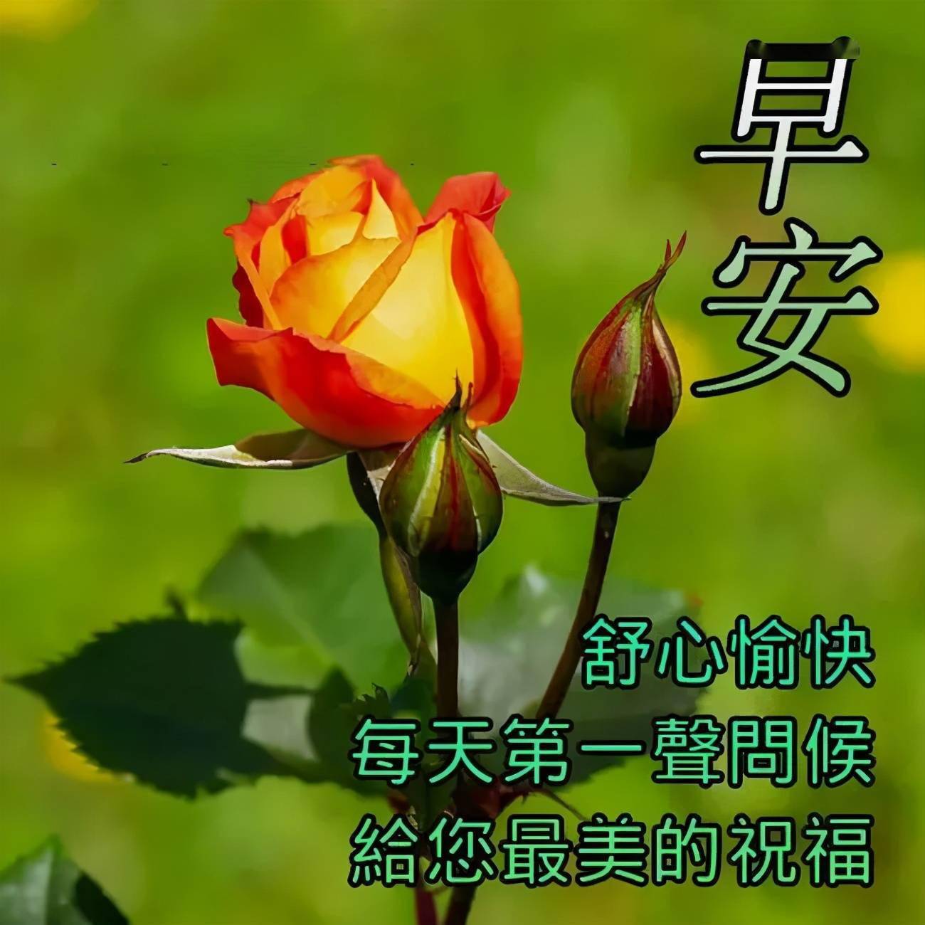 早安吉祥相互祝福平安健康幸福永遠早安好友們