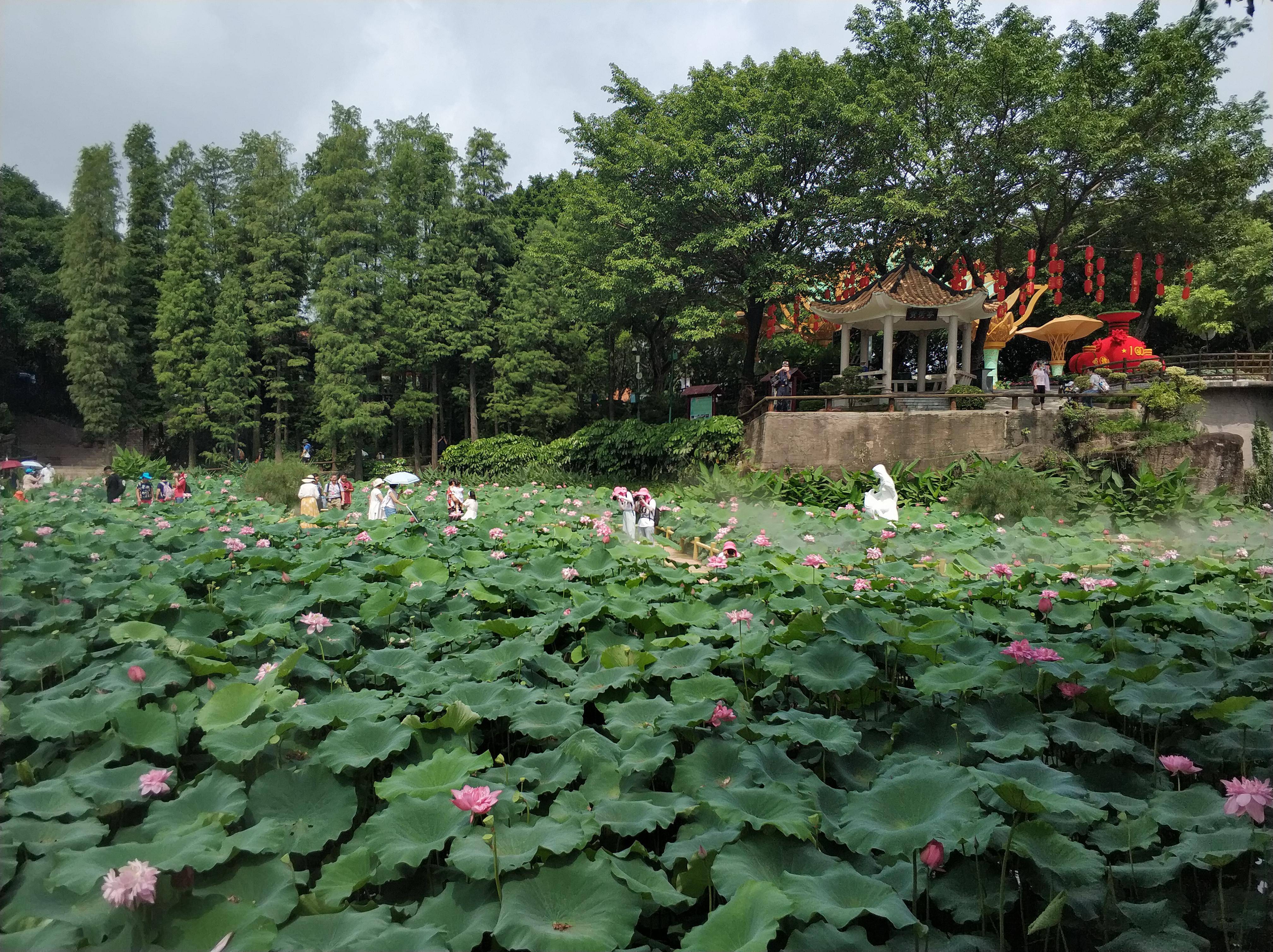 广州|展出1700余种莲花、睡莲，广州番禺莲花文化旅游节来了！