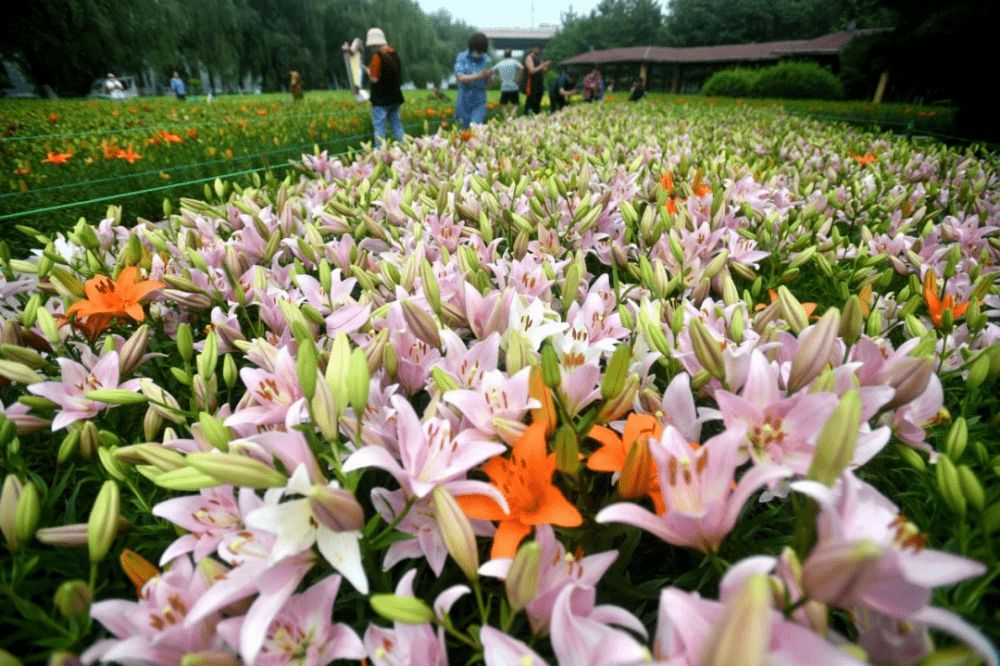 100000株百合花齐绽放沈阳这片花海太震撼了