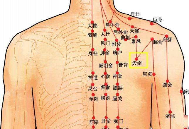 天宗穴 一个穴位打败了乳腺增生