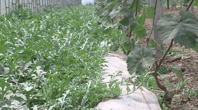 只有想不到没有做不到看看农把式的花样套种