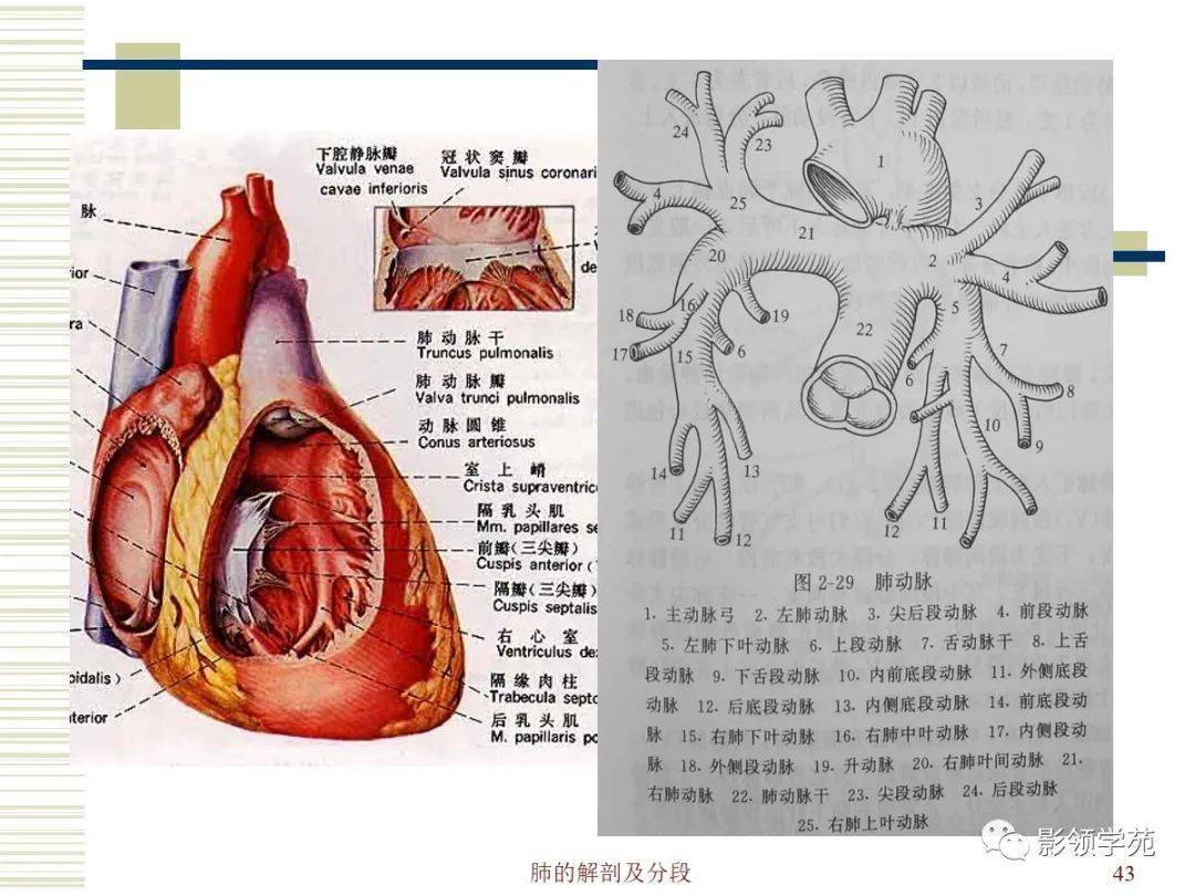 心臟在哪裡具體位置圖片