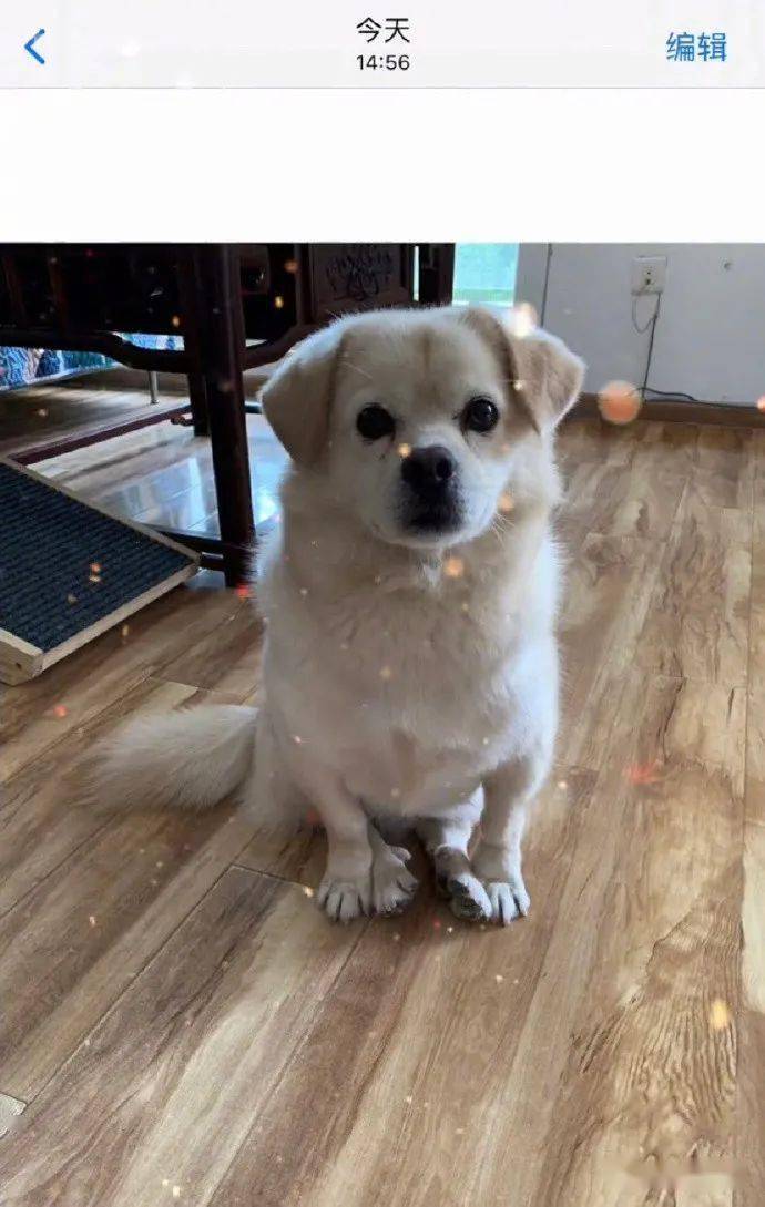 别跟狗较劲免费在线观看 135433f6375a46ba9cdf96c6b25c7dff.jpeg