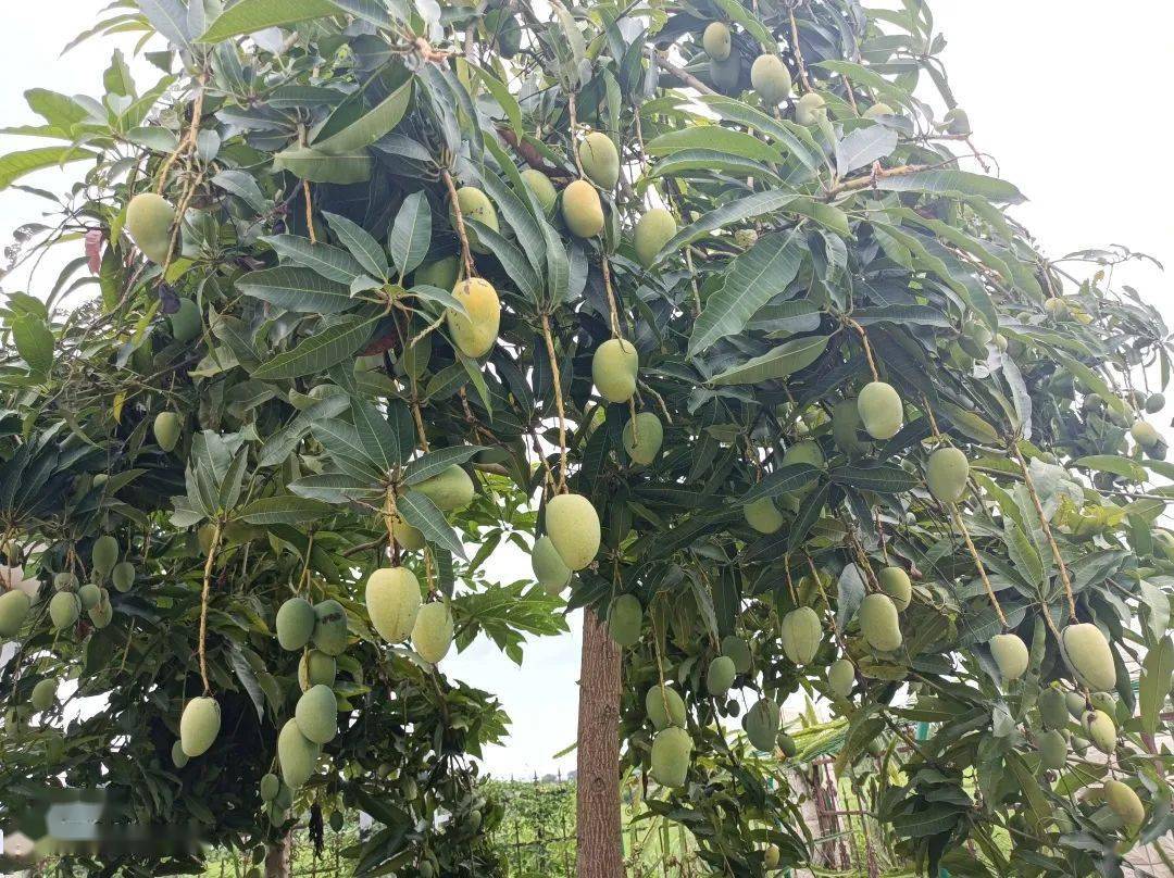 【家园建设】芒果,承包了整个夏天