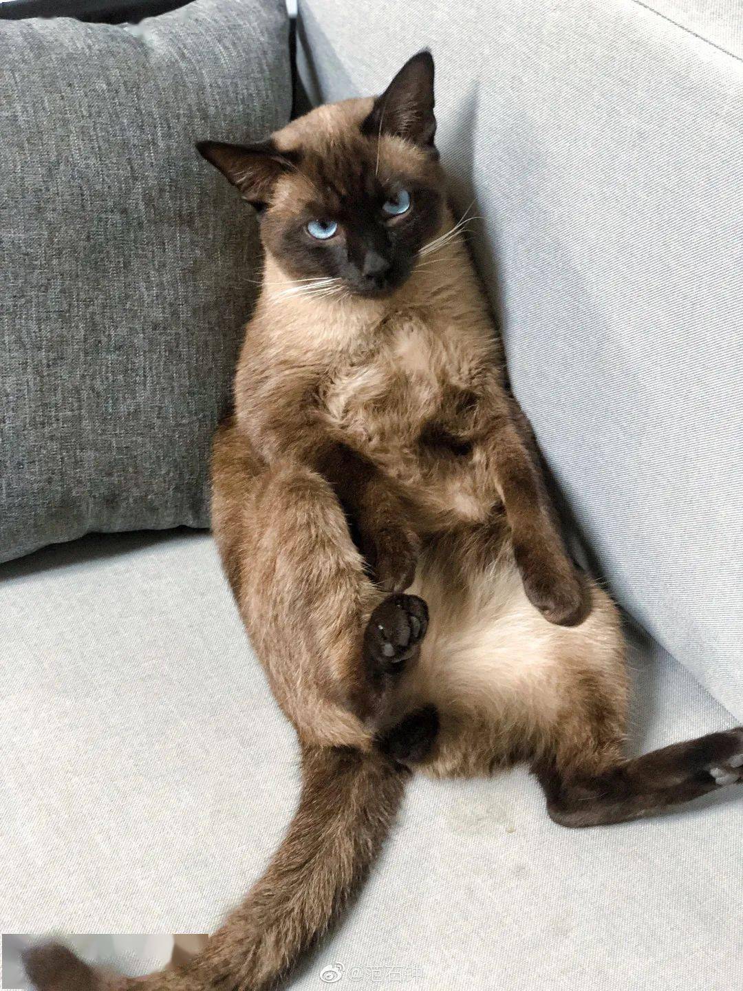 暹罗猫剃完毛后秒变"补丁猫"!主人哭惹:怎么会这样!