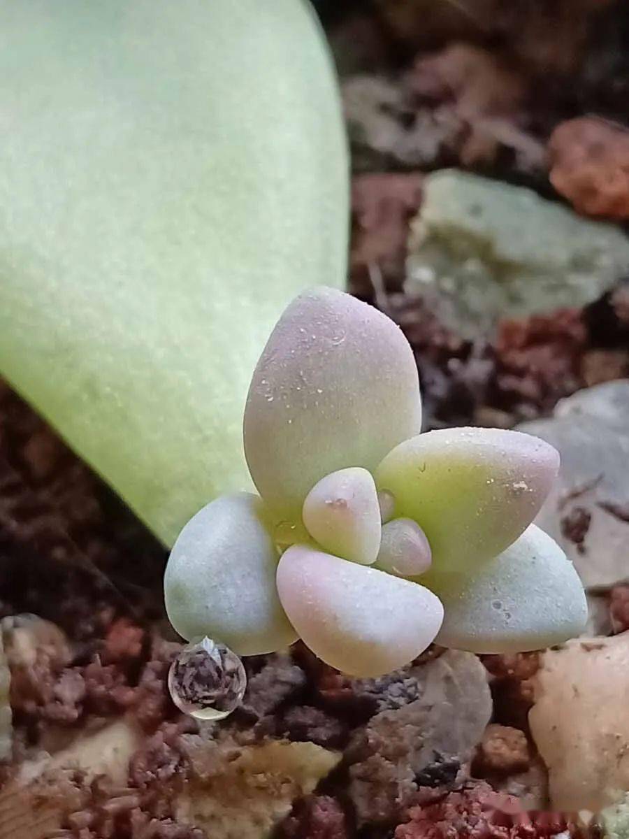 多肉叶插苗怎么快速长大 816d21aae4654ba5b5b5797874d2047b.jpeg