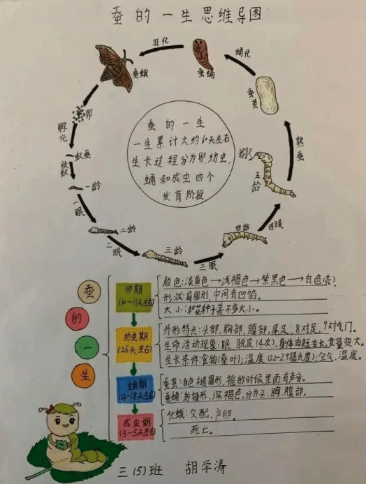 还有的孩子通过观察蚕的生命周期,直接输出了一份思维导图,学习能力真