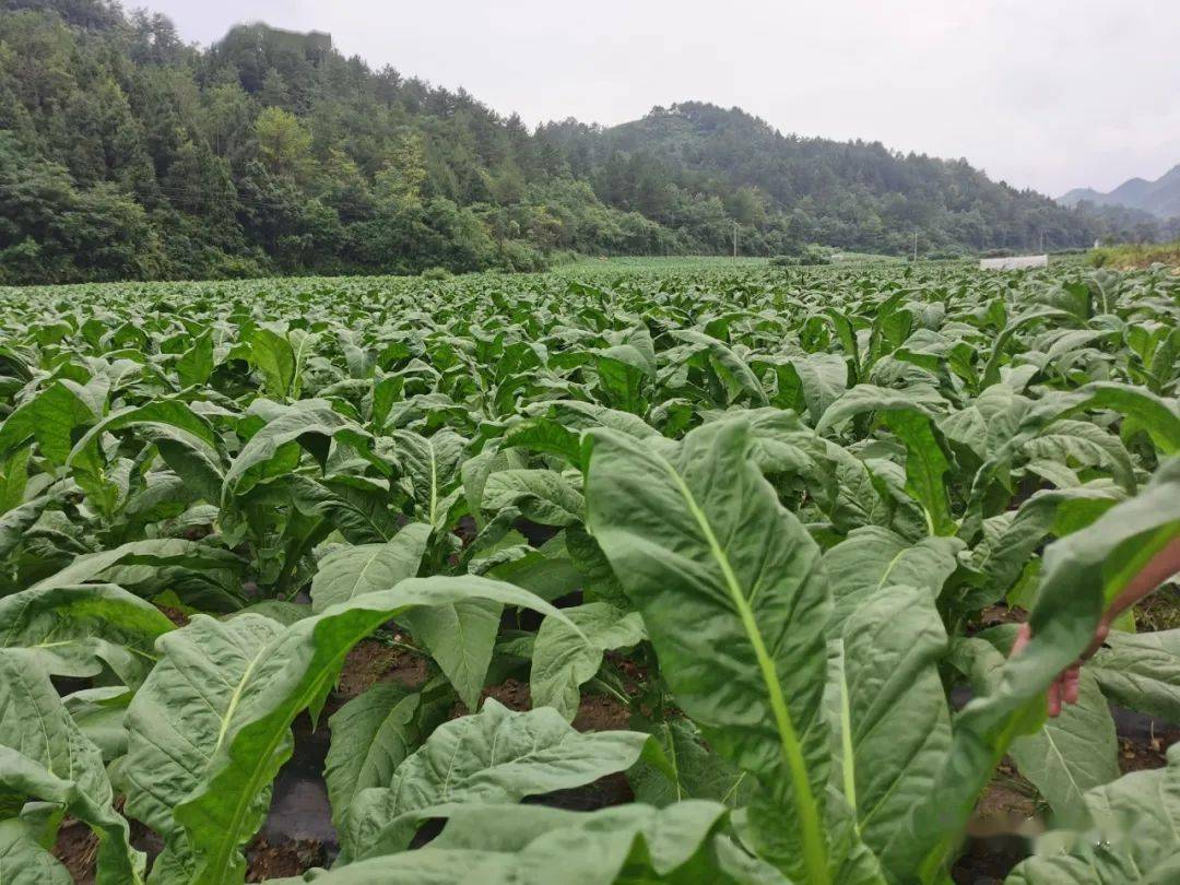 关注施秉县马号镇烤烟一片绿油油乡村振兴底气足