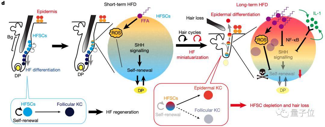 干细胞|太胖就会变秃，这回真的有依据了，日本学者发现肥胖会诱导毛囊衰竭