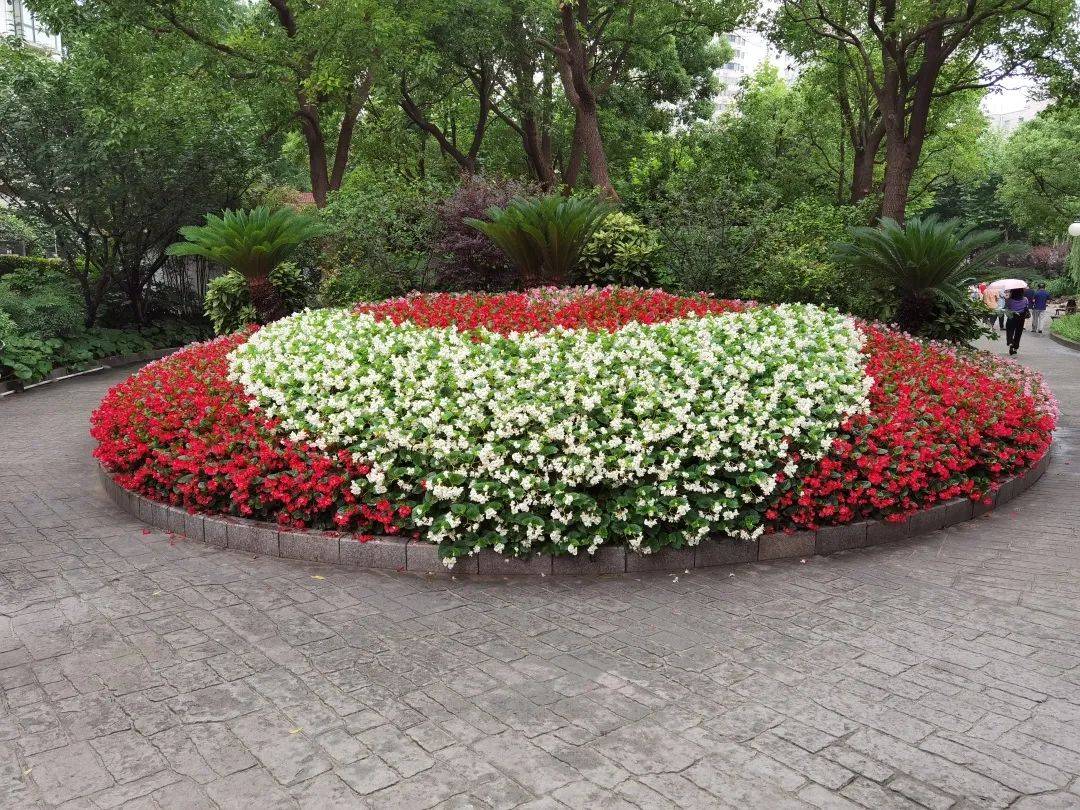 枣阳公园▲真如公园长寿公园西康路花坛58平方米,本花坛为模纹花坛