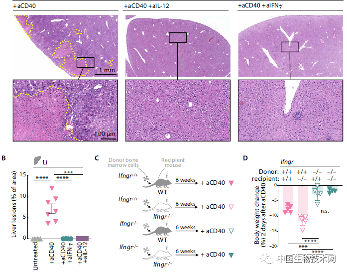 免疫治疗是什么意思有副作用吗 5d0b5db862ef467ebb41c62996afd2d7.png