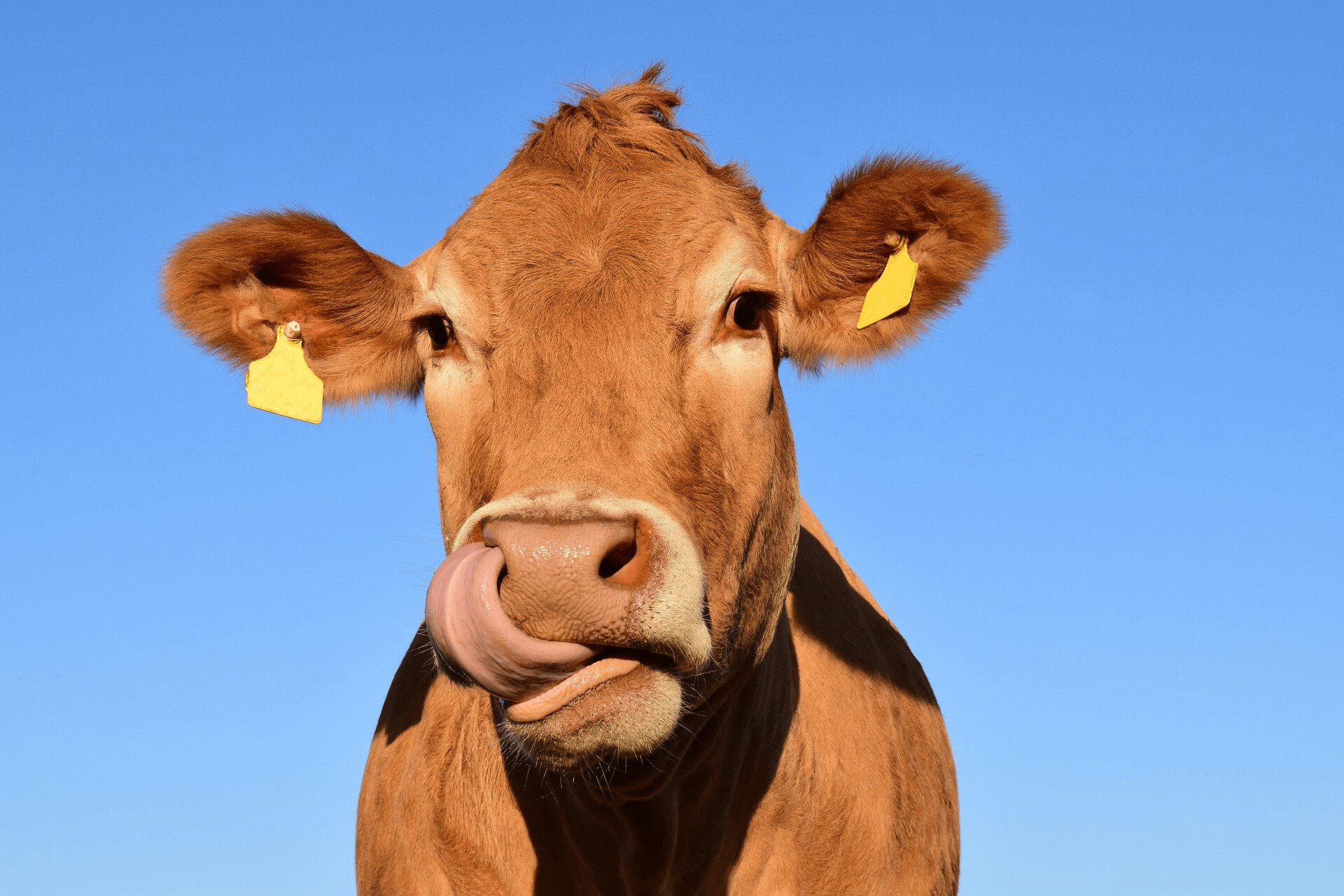 牛一般有四个胃其中什么是牛真正的胃（牛的胃哪个才是真正的胃） - 大京号