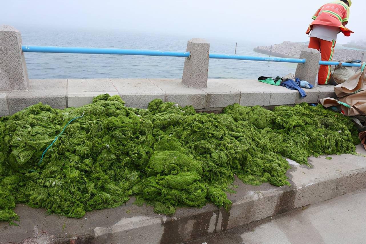很大一片今年是去年的9倍山东青岛遭到最大规模浒苔侵袭