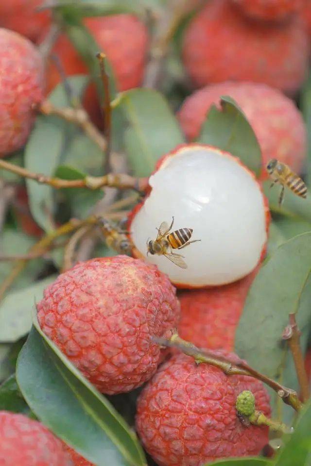 晚熟的惠来荔枝盛夏里不可错过的一口沁甜