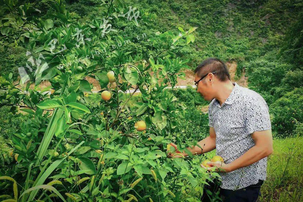 橘来活力向小康
