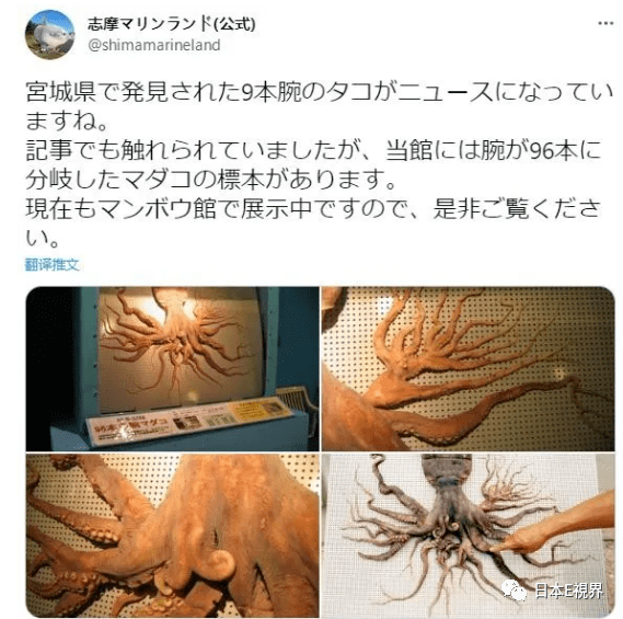 综上所述:可能性有三种结论(1)这不是章鱼;(2)核辐射,导致基因变异;(3