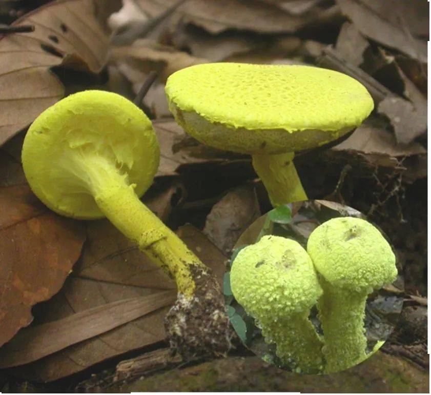 劝君慎食牛肝菌