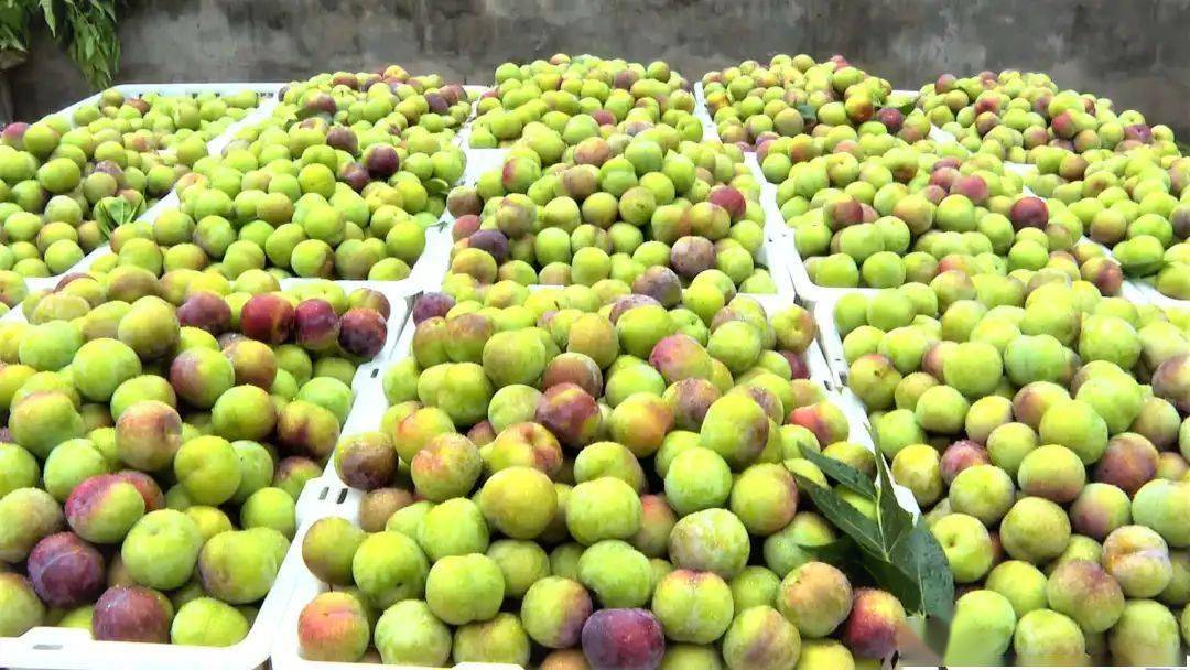 绥江半边红李子大量上市电商新业态推动云品出滇