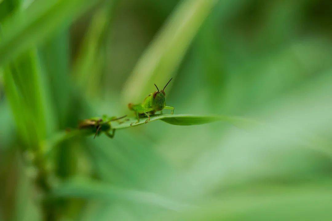 小暑,你好!_蟋蟀