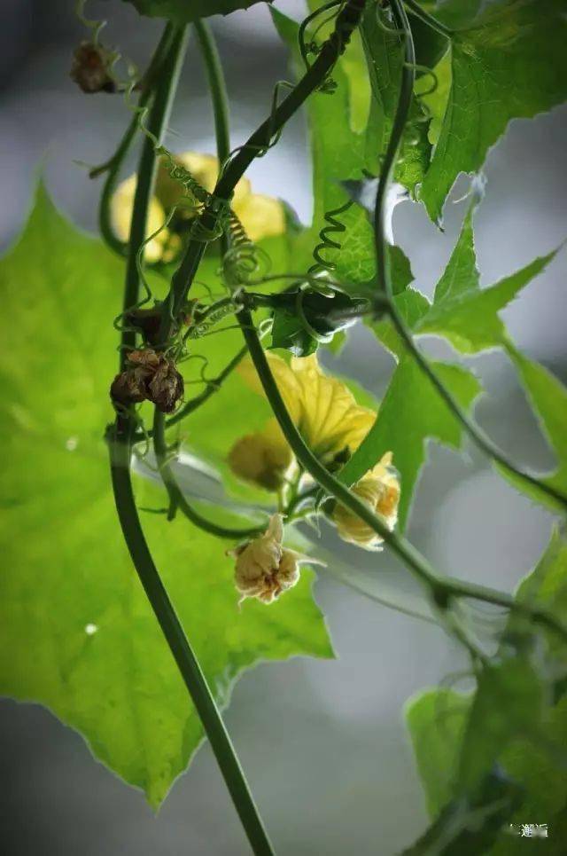 絲瓜開花風捲野香迎面來