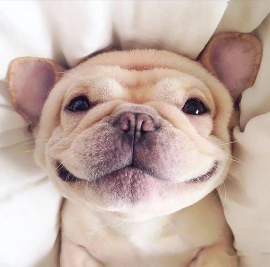 画动物头像图片 9e744266f32545f498095b8905cabfd6.jpeg