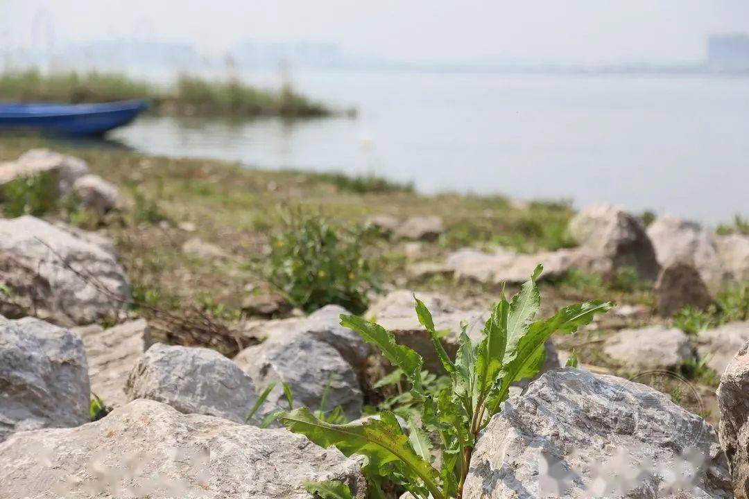 野草|中国摄影网签约摄影师深蓝：多余的地方