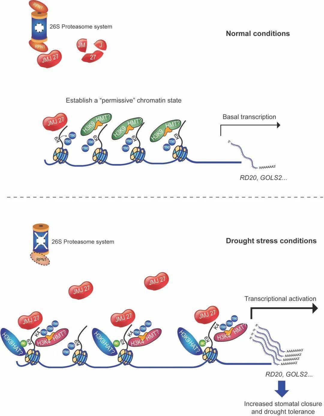植物所科研人员揭示组蛋白h3k9甲基化修饰调控植物干旱胁迫响应的新