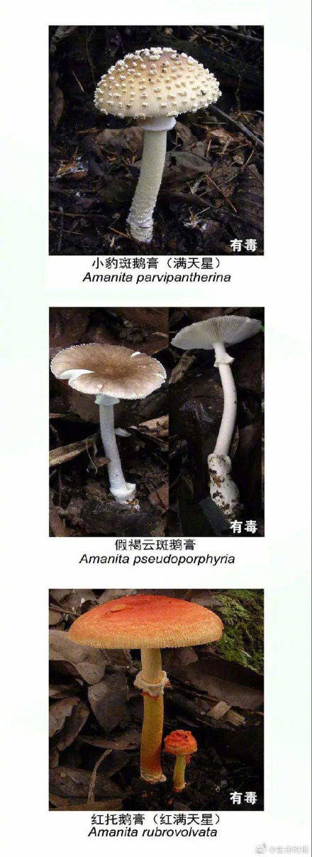 网友|野生菌未必更营养安全长这样的菌别碰