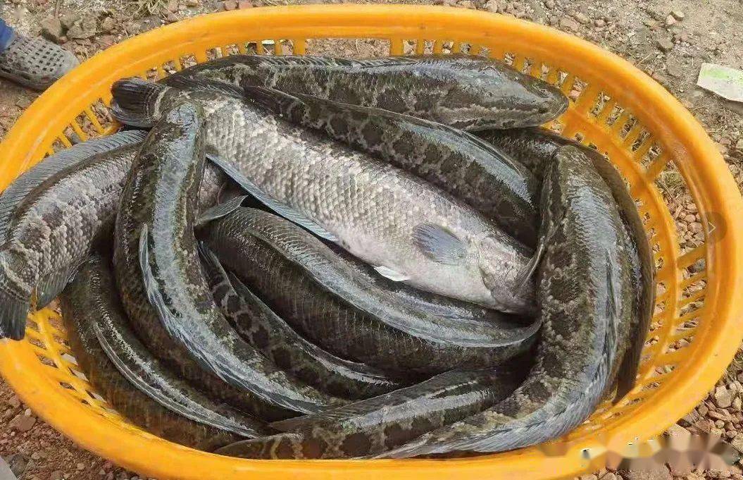 有涨有跌黑鱼鳜鱼加州鲈黄颡鱼鮰鱼差异大养殖户需防多雨天气