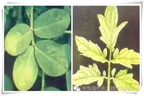 最全的植物营养、植物肥料知识荟萃！这里全是你想知道的！