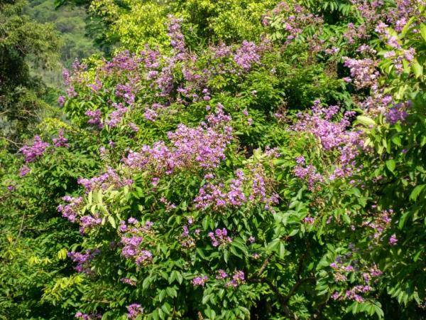 盛花期|“夏紫薇”，全城盛开！