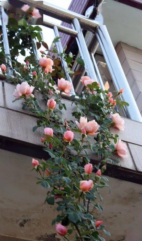 露台| 小小花童的小露台(十五)_月季