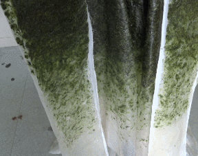 大力水手|女孩用15斤菠菜做了件衣服！网友：遇见大力水手咋办？