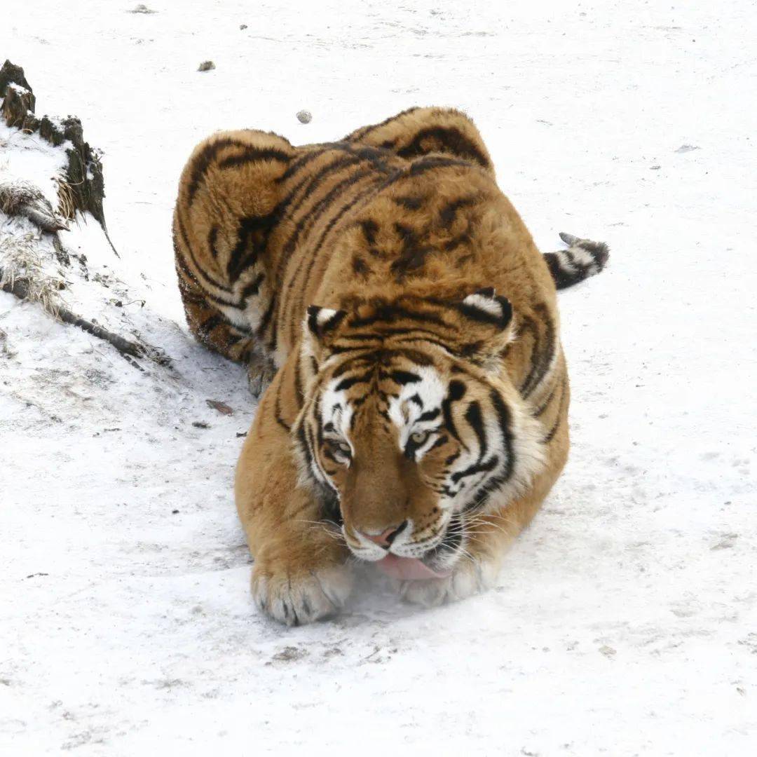 长白山的神奇动物