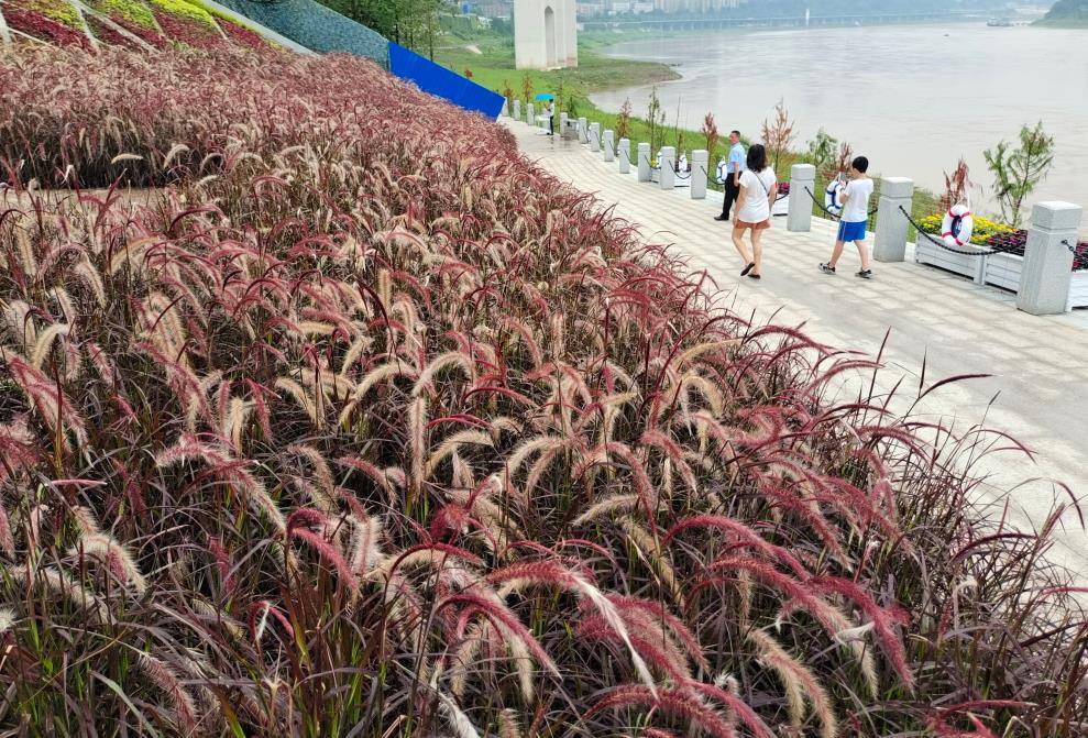 长江水位上涨 九滨路九龙外滩广场变平湖美景