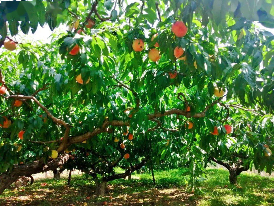 "果"然很甜,令人"桃"醉!走,白鹿原摘桃去!_桃子