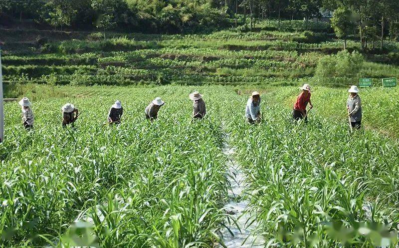 "小块地变大块地"五统一"推动薏仁米产业高质量发展_种植