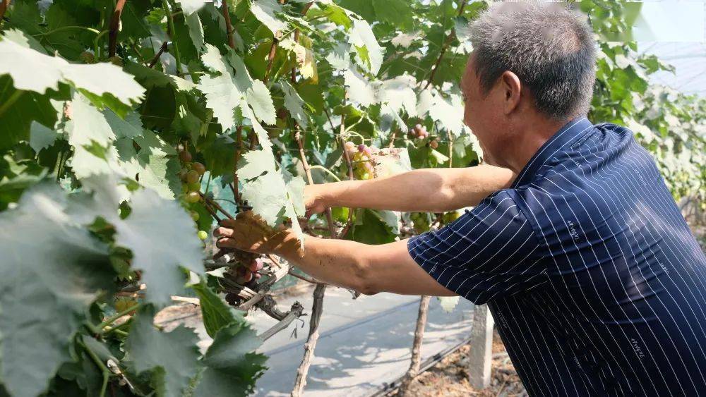 晶鑫园家庭农场葡萄成熟滞销 果农急盼销路_胡加春